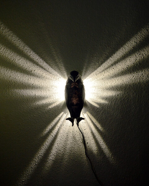 Gaismas staru sienas lampa - ērglis